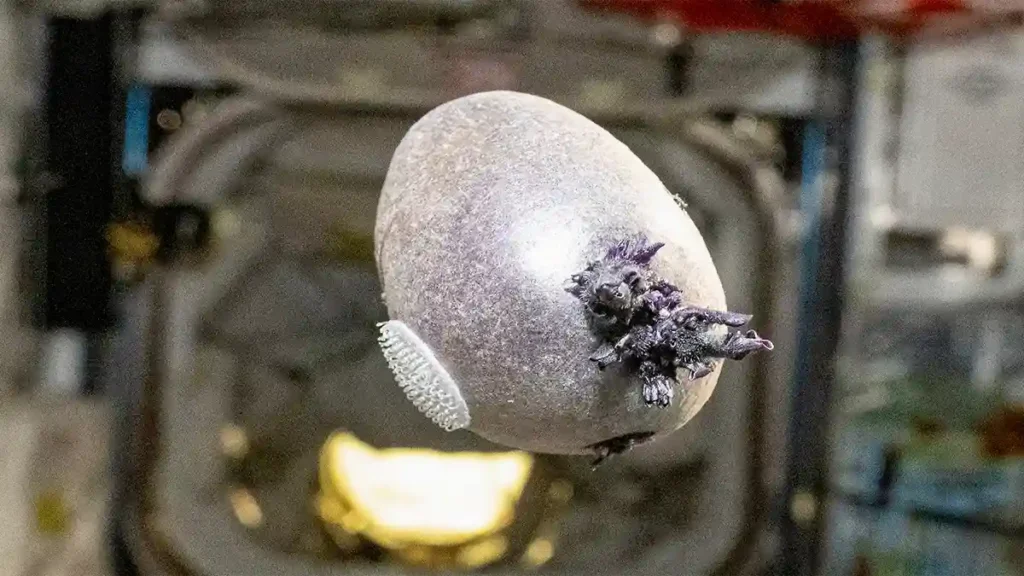 Nasa Confirms Alien Egg Is Sprouted Potato On Iss